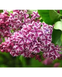 Liliacul Syringa in variete