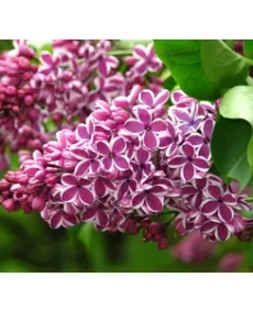 Liliacul Syringa in variete