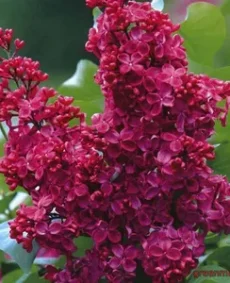 Liliac roșu (Syringa vulgaris – roșu)