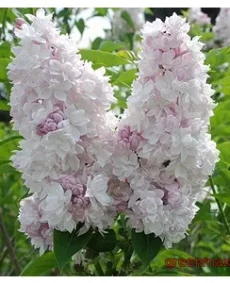 Liliac roz (Syringa vulgaris – roz)