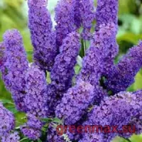 Liliac violet (Syringa vulgaris – violet)