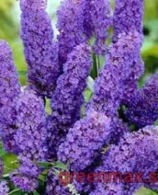 Liliac violet (Syringa vulgaris – violet)