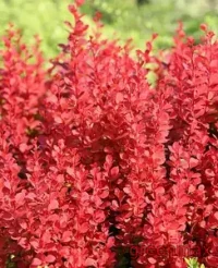 Berberis roșu (Barbaris thunbergii – roșu)