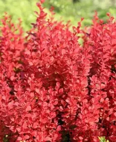 Berberis roșu (Barbaris thunbergii – roșu)