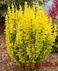 Berberis galben (Barbaris thunbergii ‘Aurea’ – galben)
