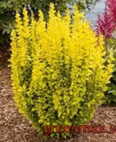 Berberis galben (Barbaris thunbergii ‘Aurea’ – galben)
