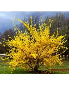 Forsythia (Forzitia)