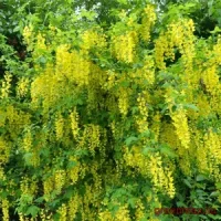 Bobovnicul (Caragana arborescens)