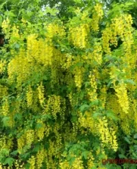 Bobovnicul (Caragana arborescens)