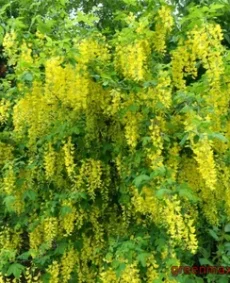 Bobovnicul (Caragana arborescens)