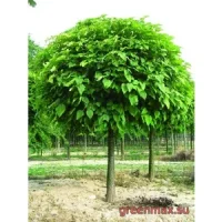 Catalpa (Catalpa bignonioides / Catalpa speciosa)