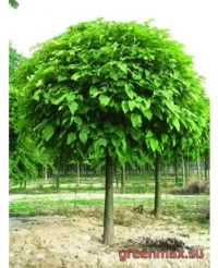 Catalpa (Catalpa bignonioides / Catalpa speciosa)