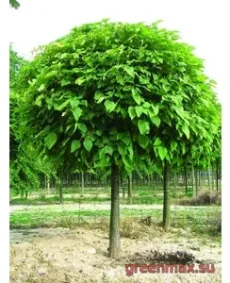 Catalpa (Catalpa bignonioides / Catalpa speciosa)