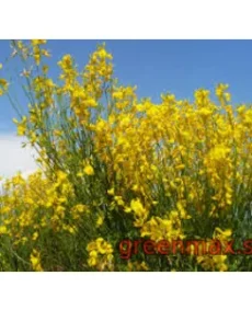 Metelnic (Lonicera – Metelnic japonez / Caprifolium)