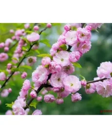 Migdale decorative (Prunus dulcis decorativ / Prunus triloba)
