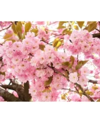 Sakura – Cireș ornamental (Prunus serrulata)
