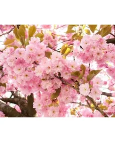 Sakura – Cireș ornamental (Prunus serrulata)