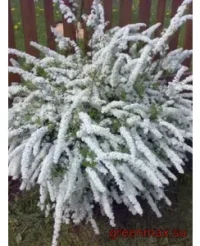 Spirea albă (Spiraea – albă)