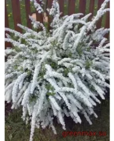 Spirea albă (Spiraea – albă)