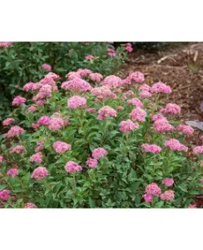 Spirea roz (Spiraea japonica – roz)