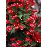 Weigela roșu (Weigela florida – roșu)