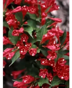 Weigela roșu (Weigela florida – roșu)