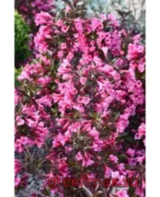 Weigela roz (Weigela florida – roz)