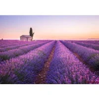 Lavanda