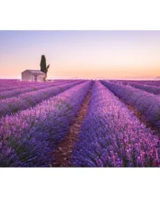 Lavanda