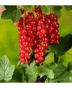 🍒 Coacăza roșie – Ribes rubrum