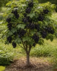 🌿 Smorodina neagră copăcel