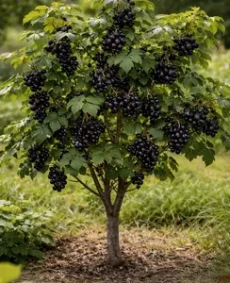 🌿 Smorodina neagră copăcel