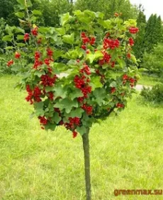 🍒 Smorodina roșie copăcel