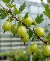 🟢 Agriș Verde – Ribes uva-crispa