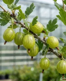 🟢 Agriș Verde – Ribes uva-crispa