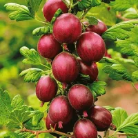 🔴 Agriș Roșu – Ribes uva-crispa