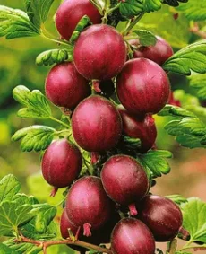 🔴 Agriș Roșu – Ribes uva-crispa