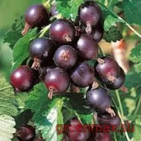 ⚫ Agriș Negru – Ribes uva-crispa