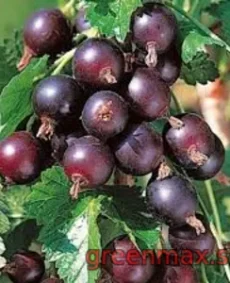 ⚫ Agriș Negru – Ribes uva-crispa