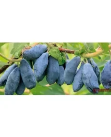 Jimolosti (Haskap) – Lonicera caerulea