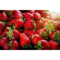 Puieți căpșuni productivi – soiuri dulci