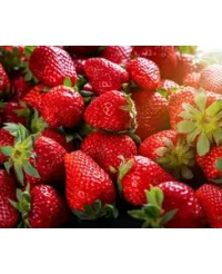 Puieți căpșuni productivi – soiuri dulci