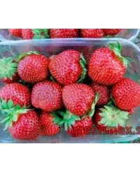 🍓 Căpșuni „Honey”