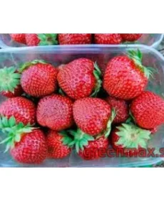 🍓 Căpșuni „Honey”