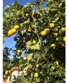 Limon 2 ani (Лимон 2 года)