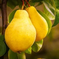 Limonca (Лимонка)