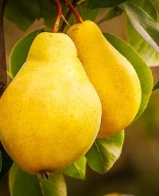 Limonca (Лимонка)