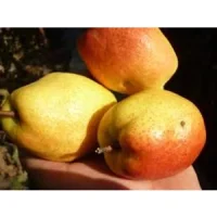 Kirghiză (Киргизская груша)