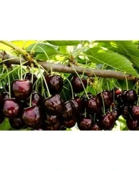 🍒 Vișina Șikoladnitsa (Шиколадница)