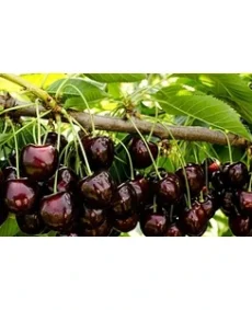 🍒 Vișina Șikoladnitsa (Шиколадница)